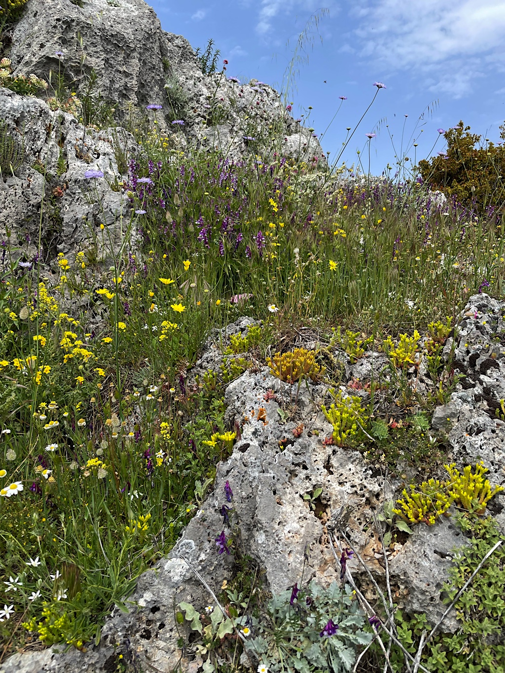 May is a wonderful time to see tons of wildflowers!