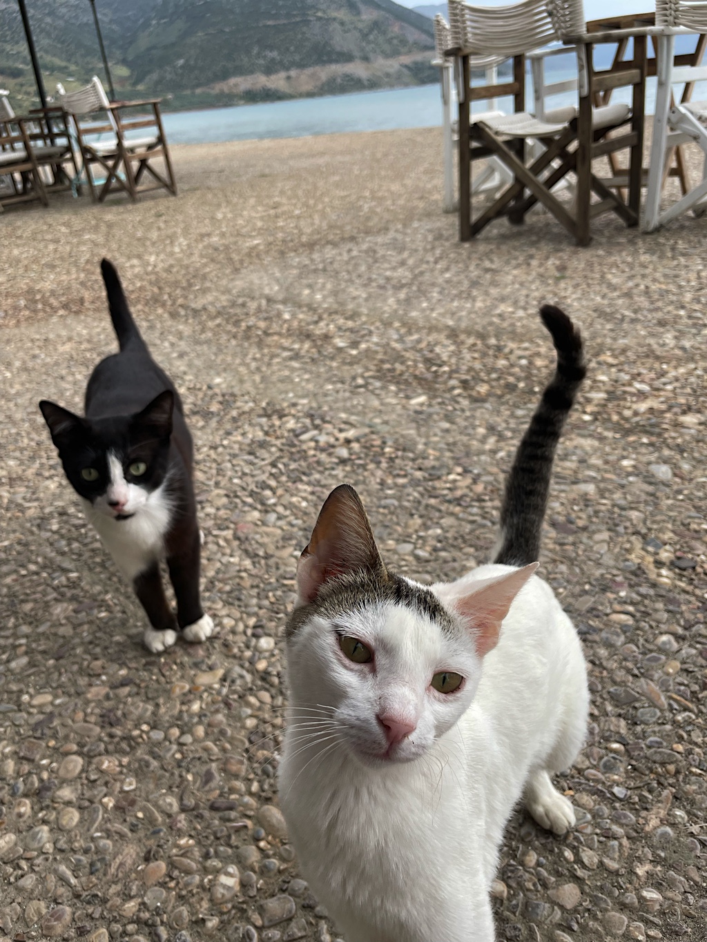 These cats joined us at lunch.