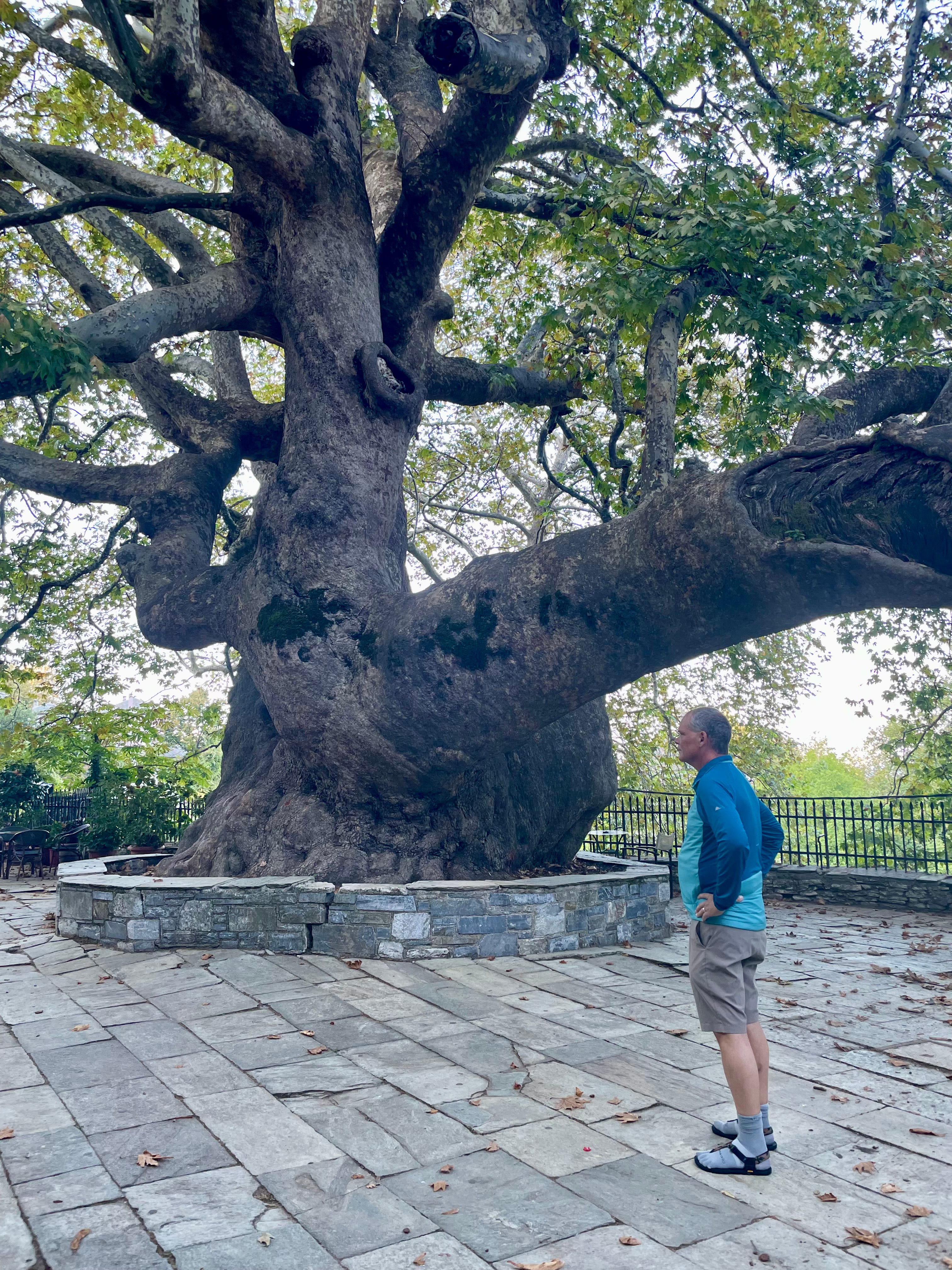 Dimitsana, Magnesia. Big Plane Tree!
