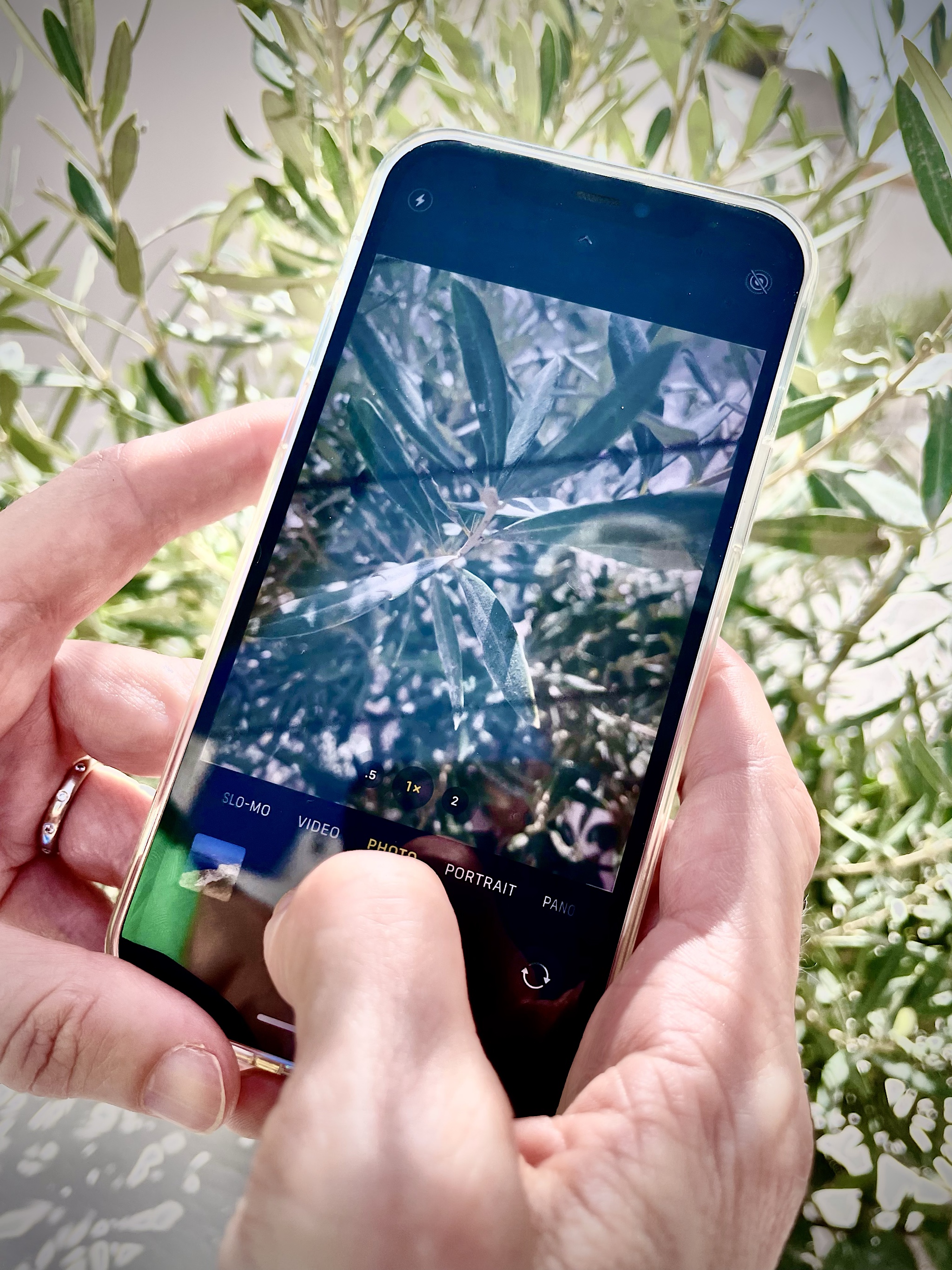 21st Century Botanizing