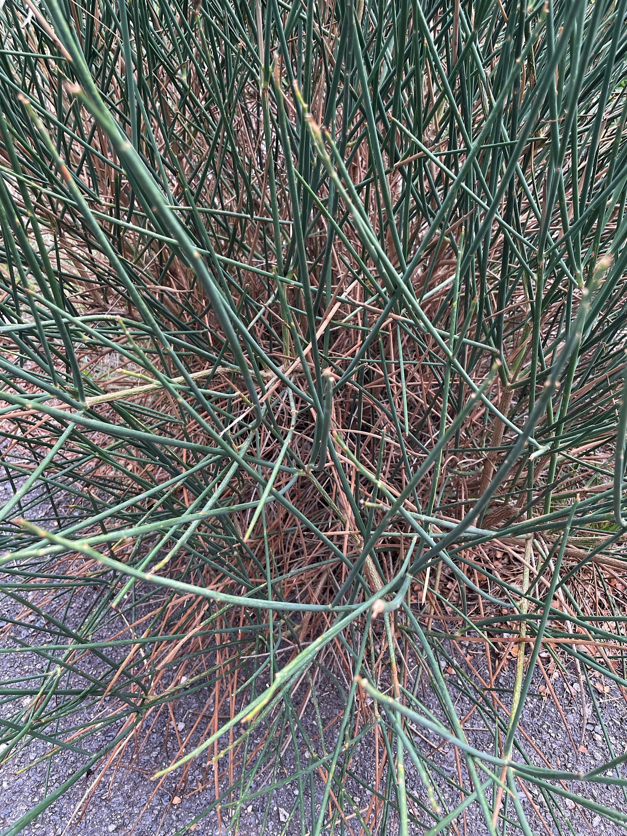 Seriouly what is this?