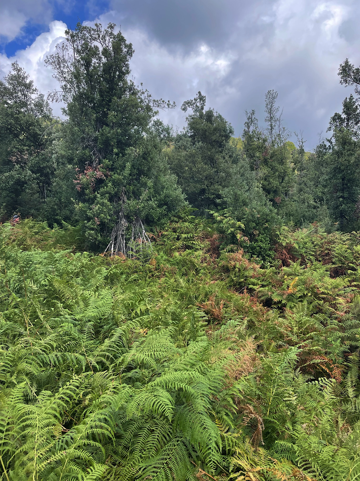 Bracken ferns