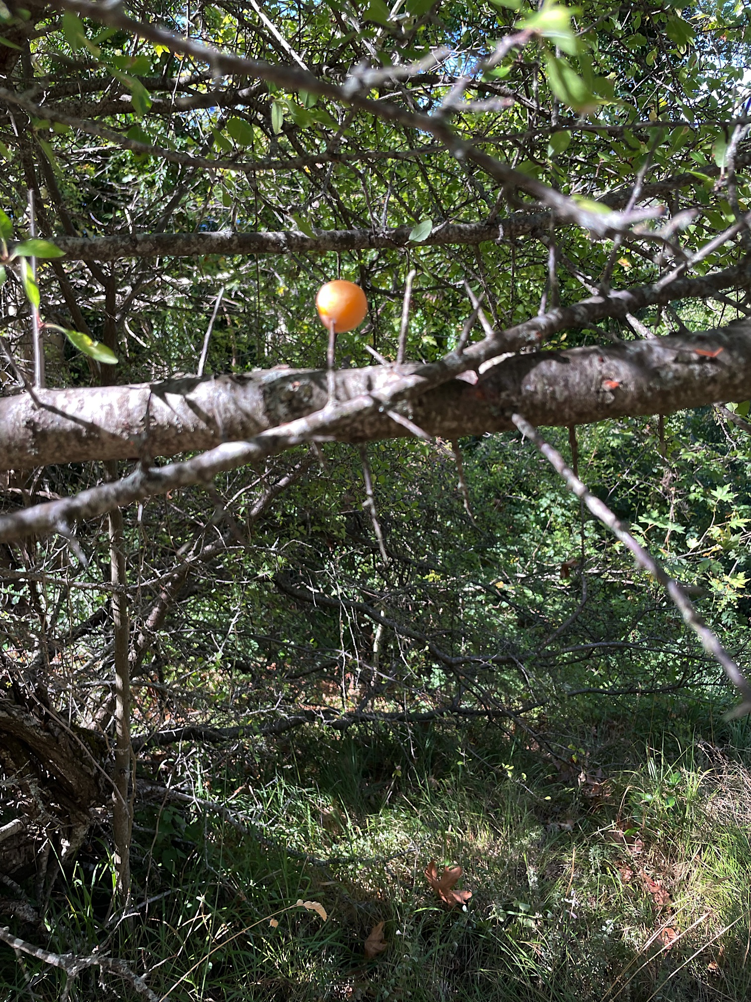The oddest apricot tree