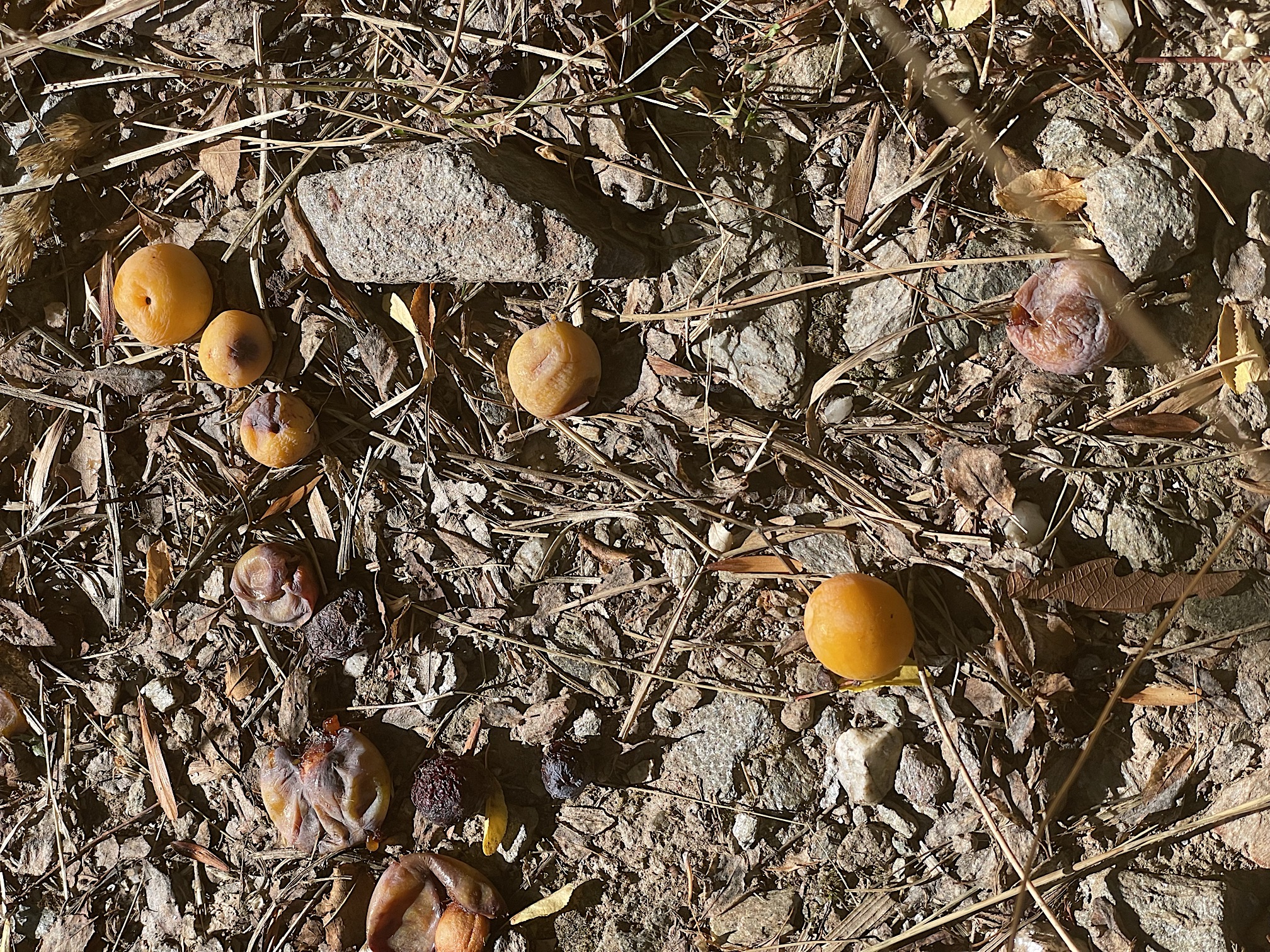 Apricots on the trail