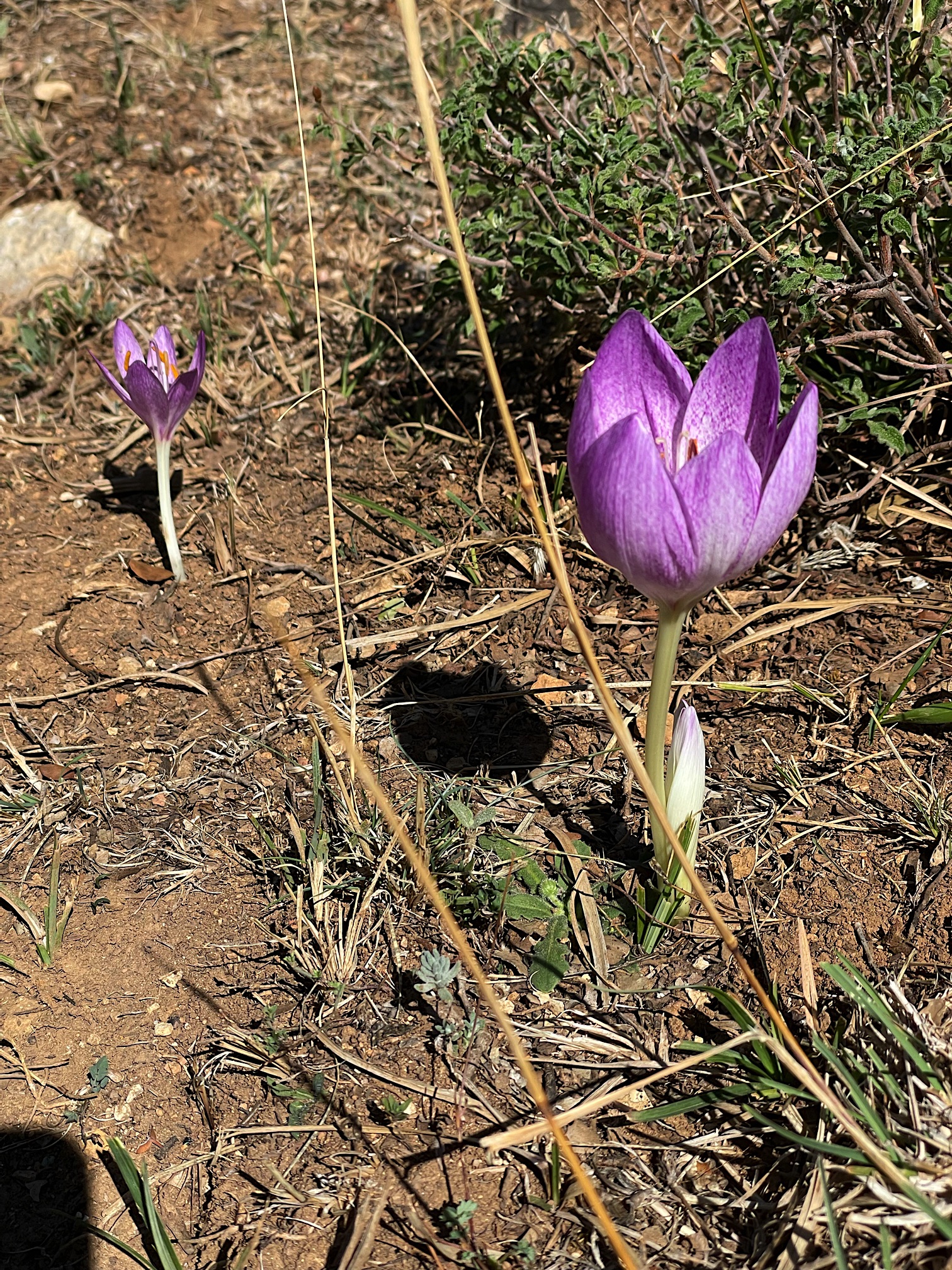 Colchicum