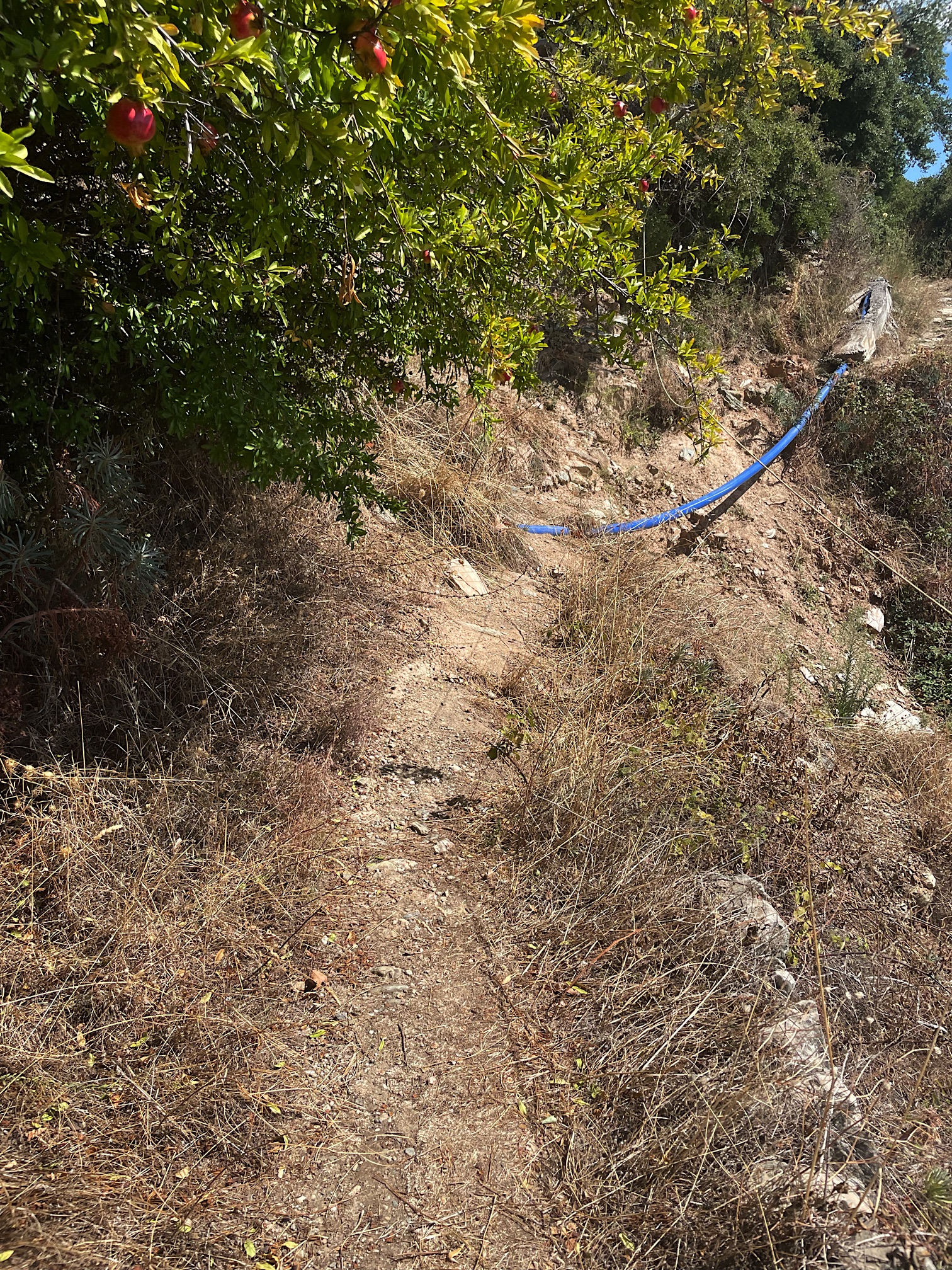 This used to be the trail.