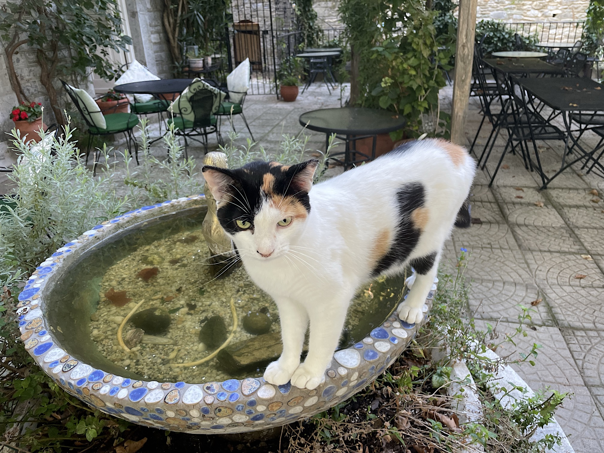 Lost Unicorn calico cat