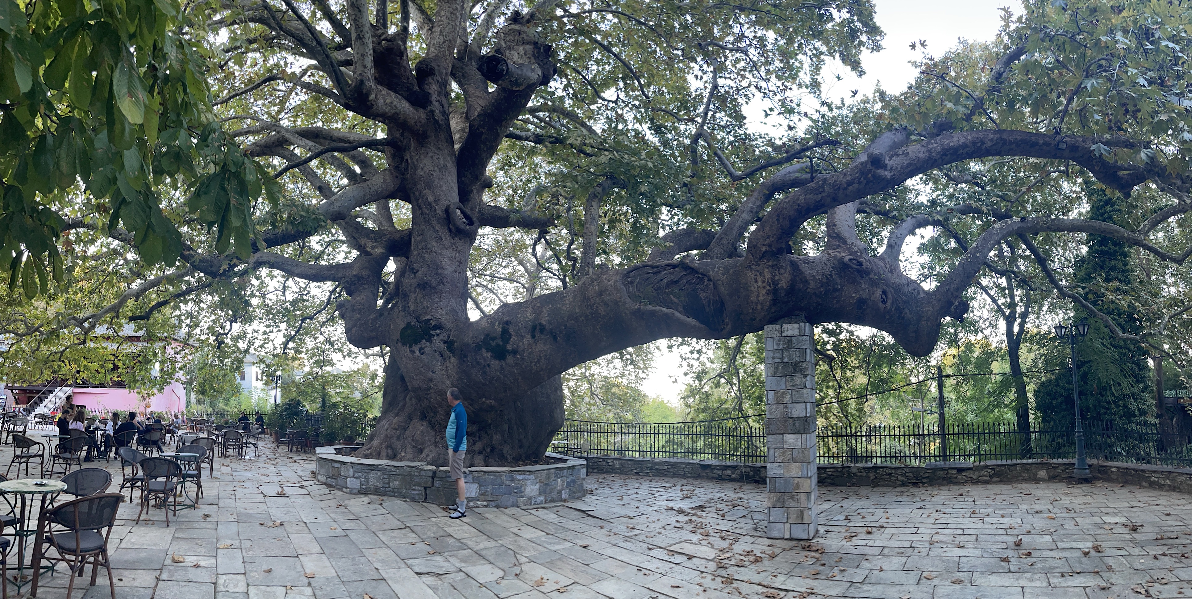 Tsagarda’s 1,000-year-old plane tree