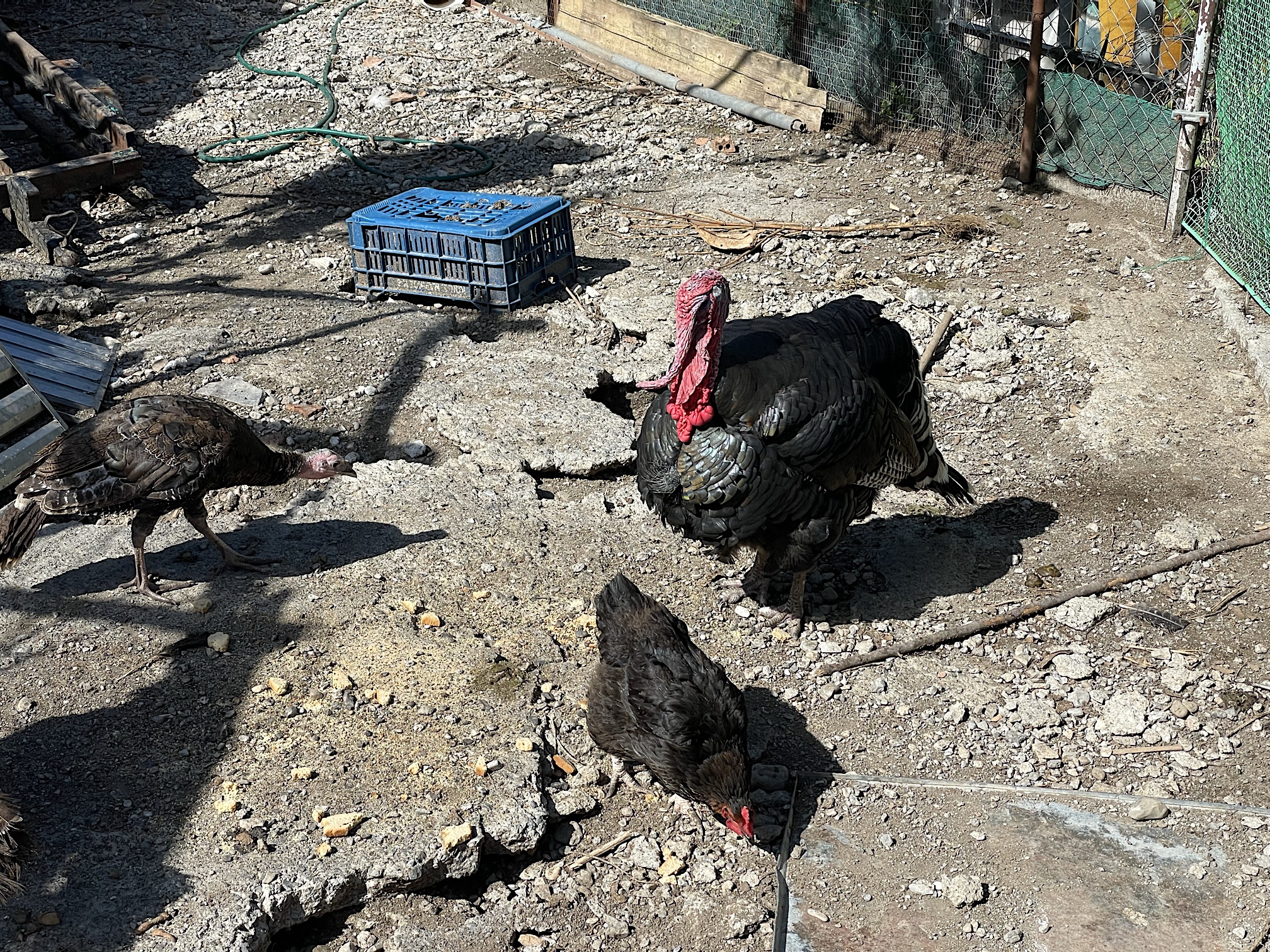 The only life we saw was livestock and guard dogs.