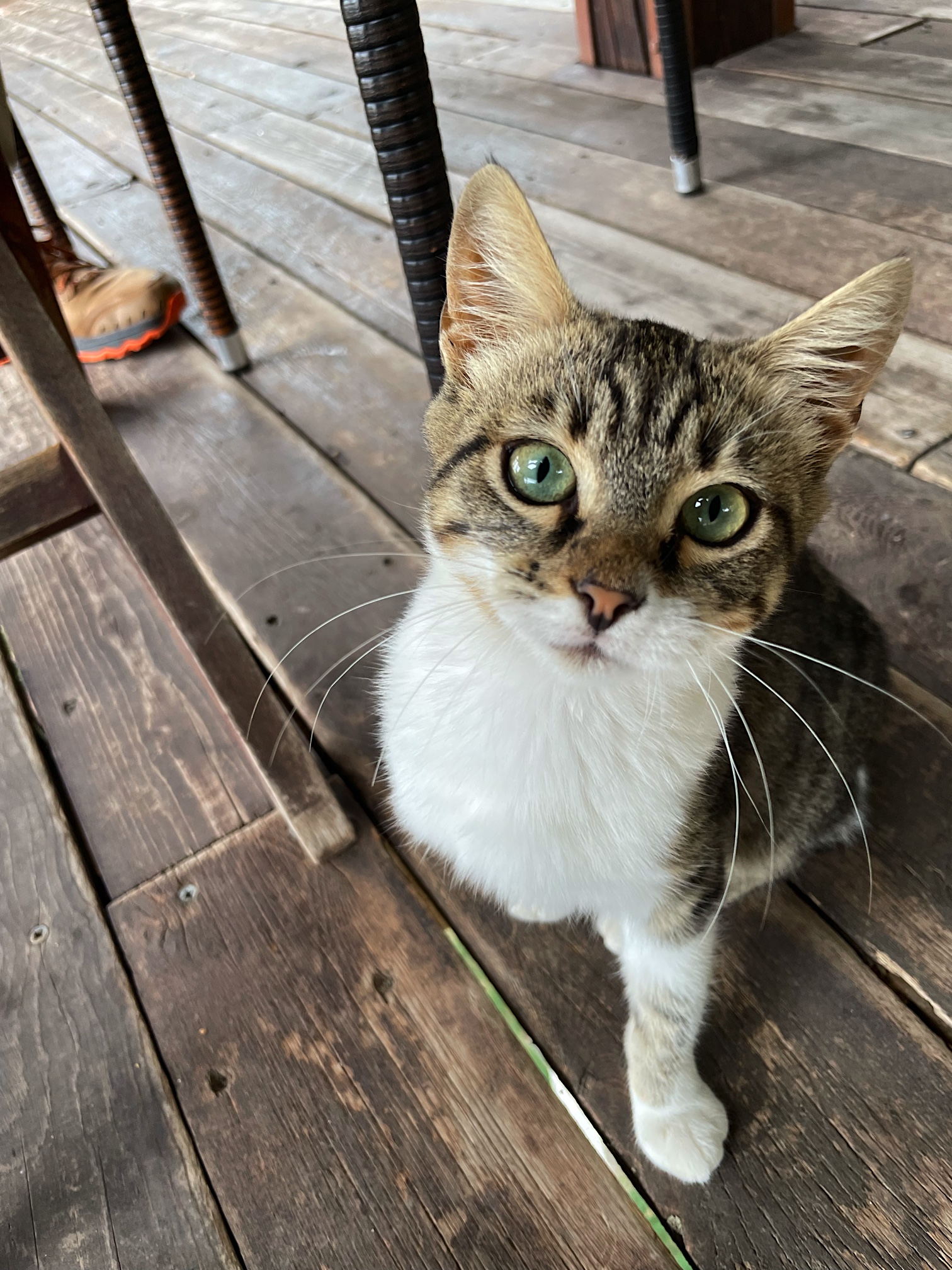 Like all tavernas, this one came with a cat. She likes keftedakia.