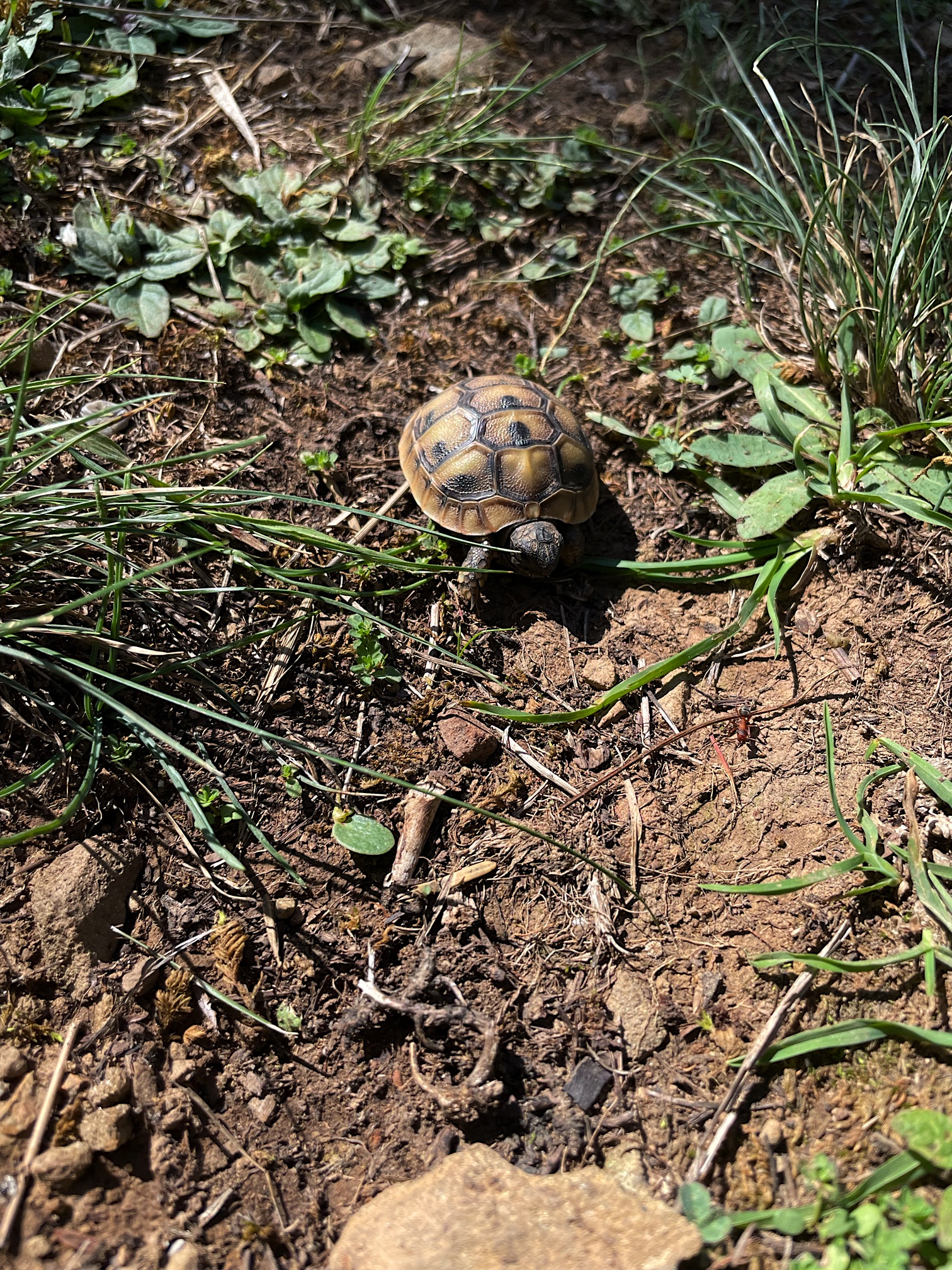 This turtle set about the same pace as us.