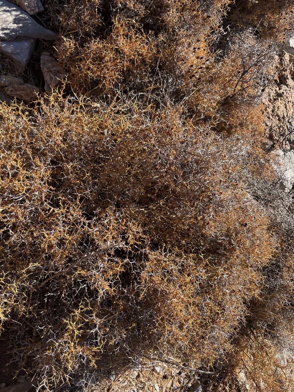 This plant, spiky burnet, is absolutely everywhere.