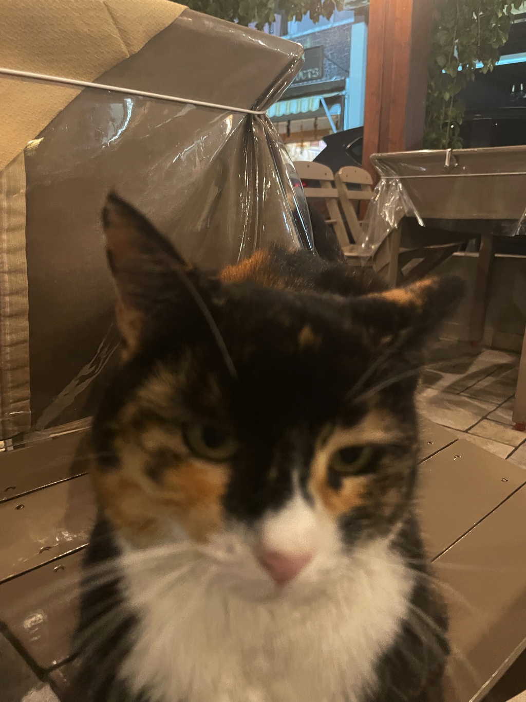 This cat, Psipsinil, helps manage Maroullakis.