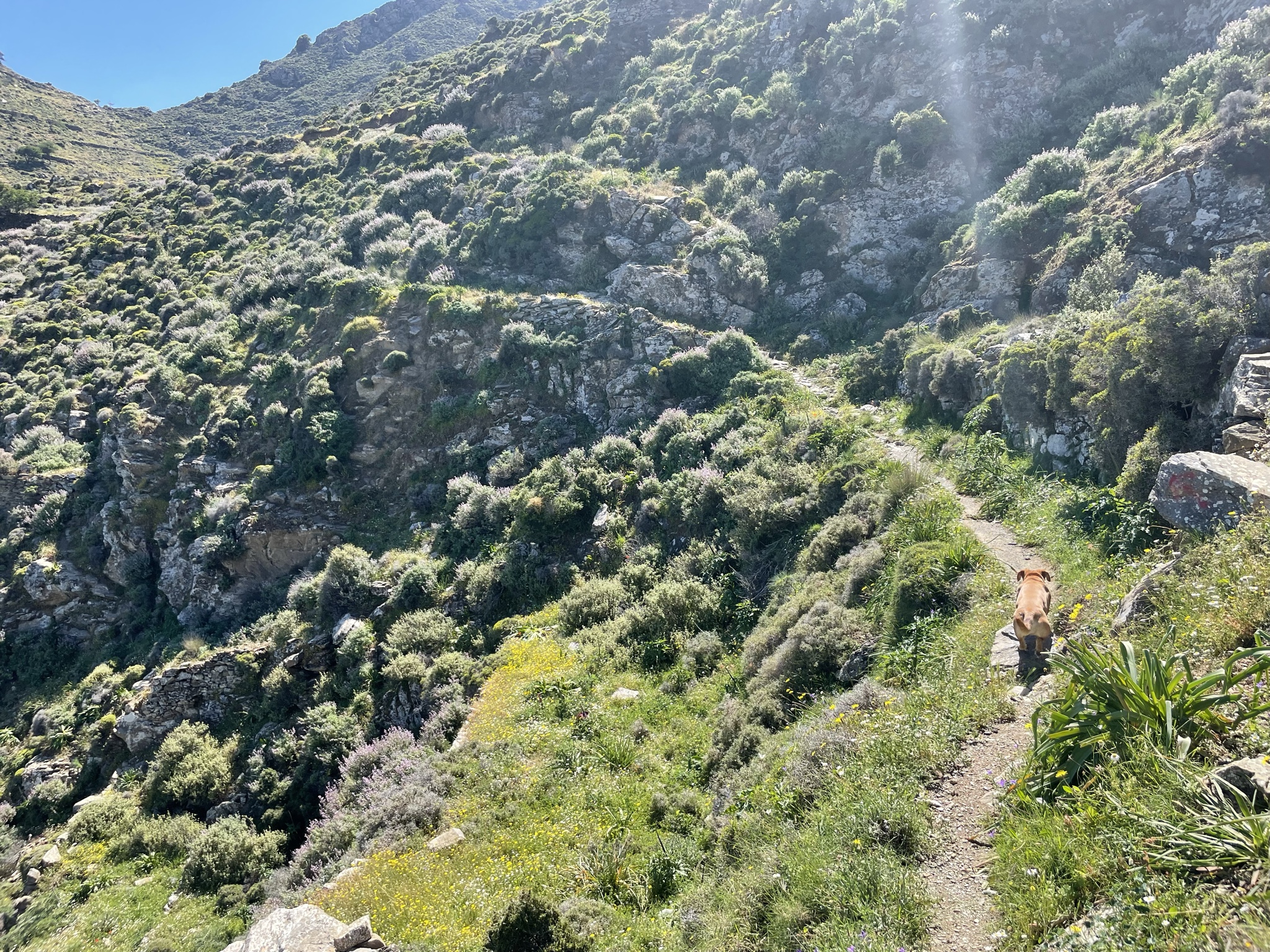 Scylla trots up the path.