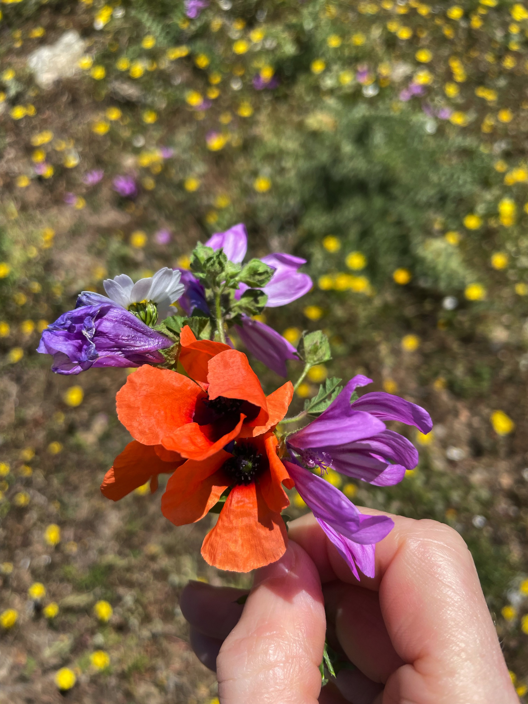 The place was awash in spring wildflowers. I picked my mom a Mother’s Day bouquet.