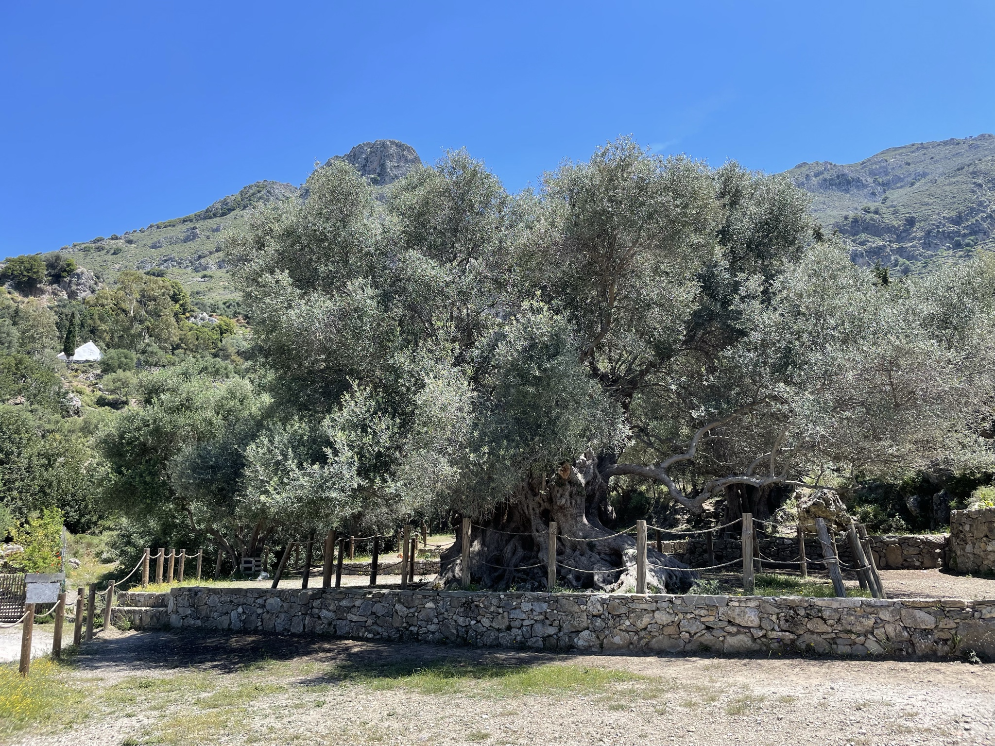 This olive tree is said to be 3,400 years old!