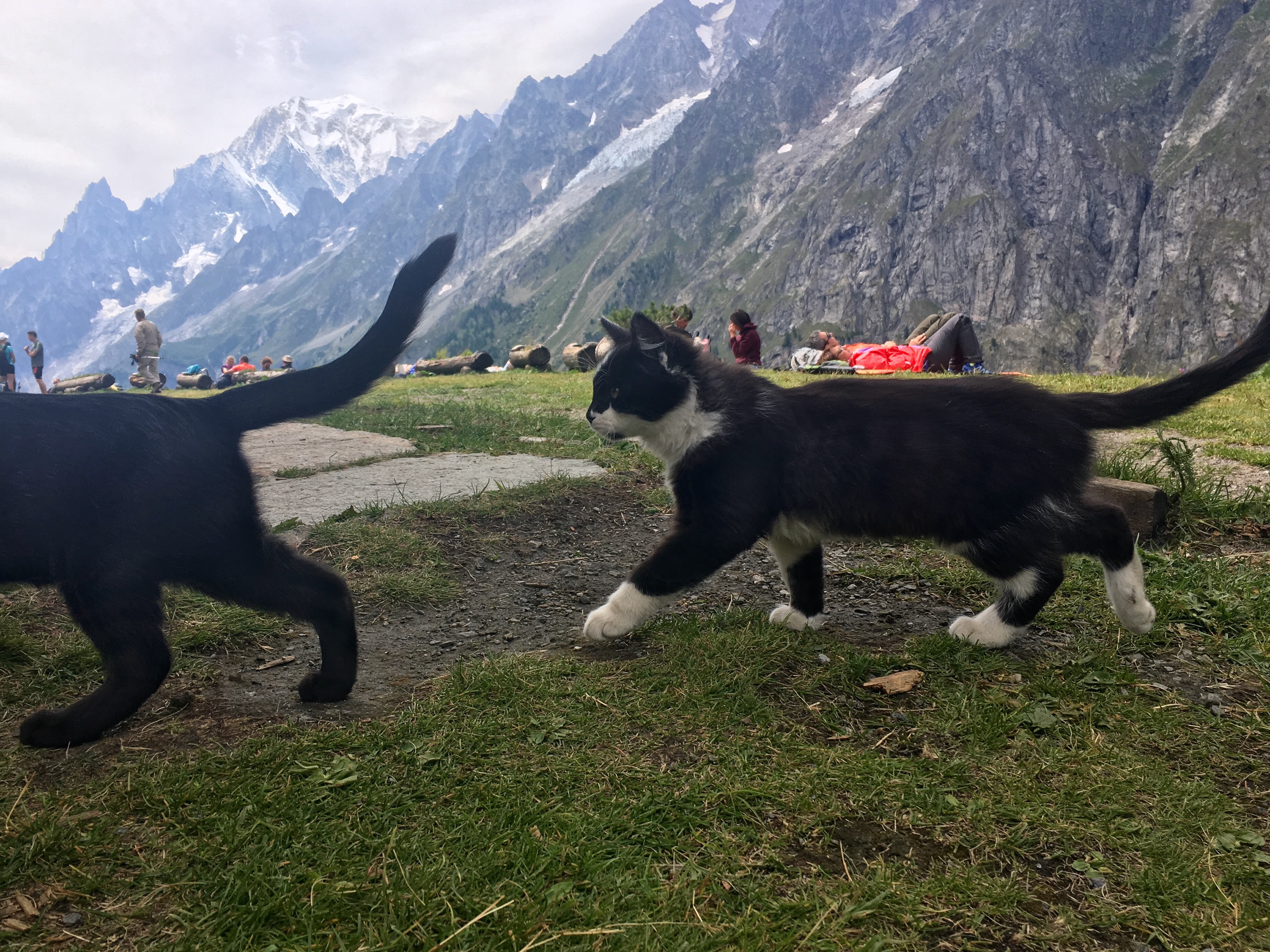Alpine cats seem very healthy.