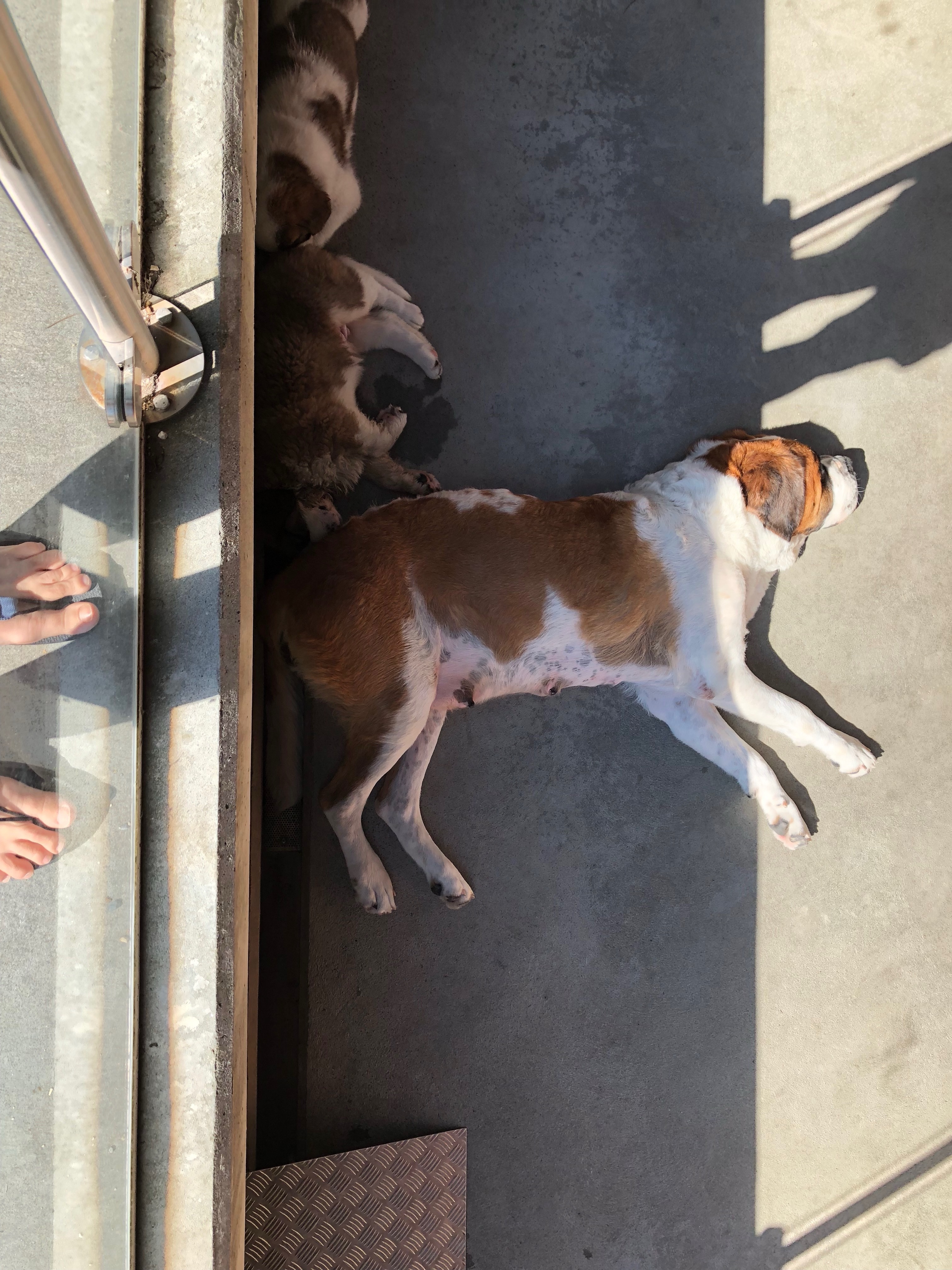 St. Bernard puppies are BIG!