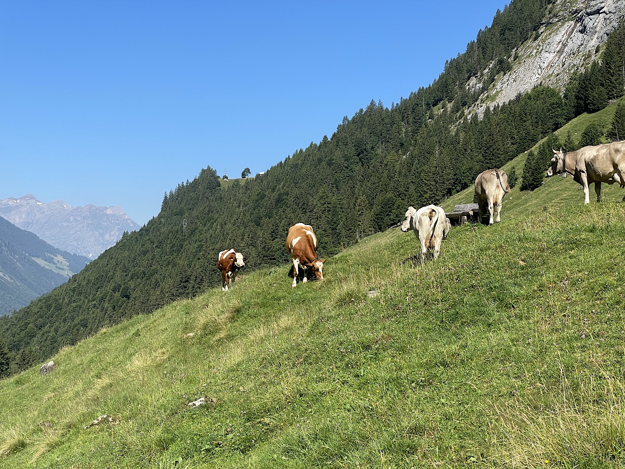 This is where all that cheese comes from.