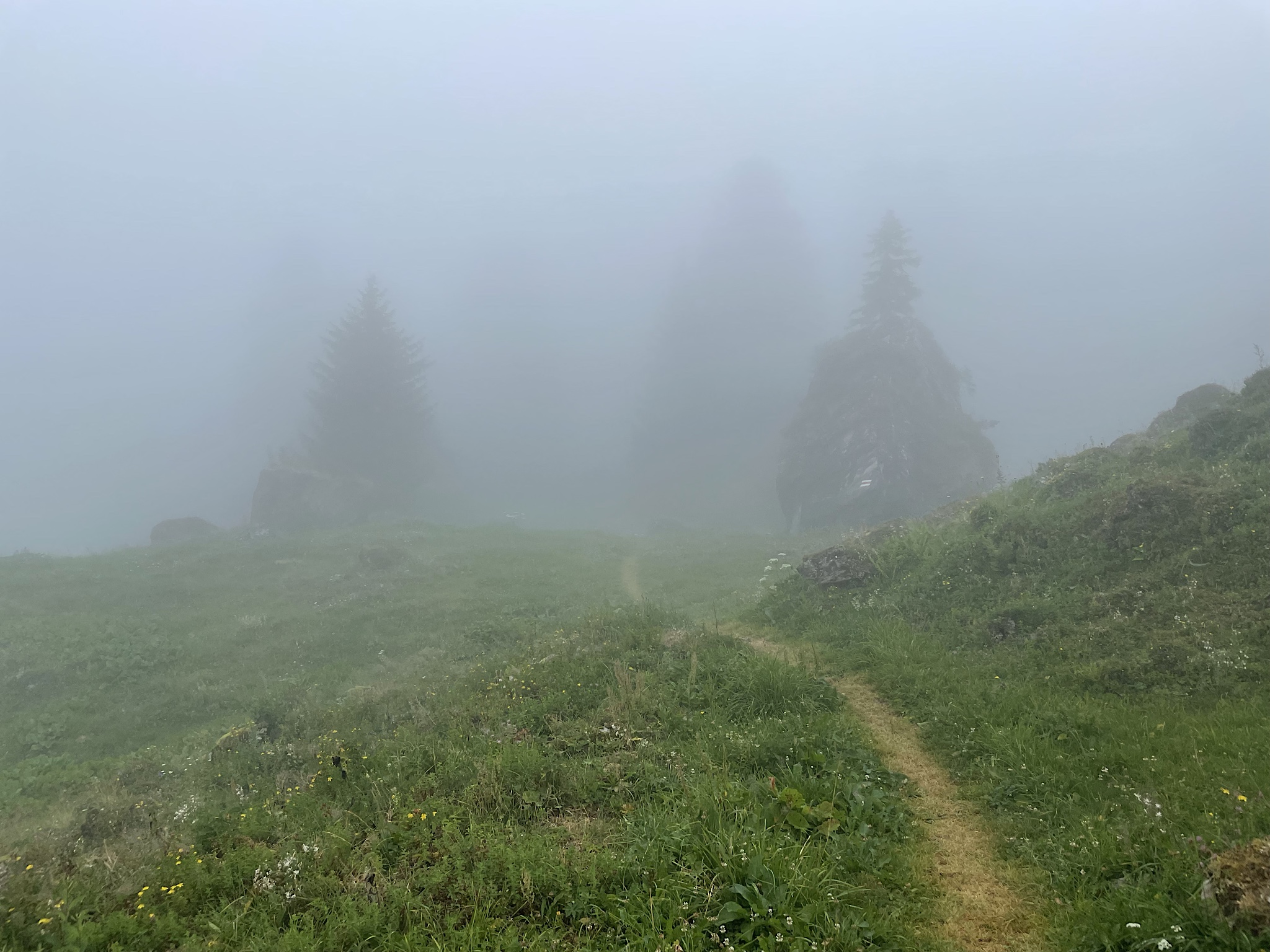 In the early morning, most of the forests were completely socked in with fog.