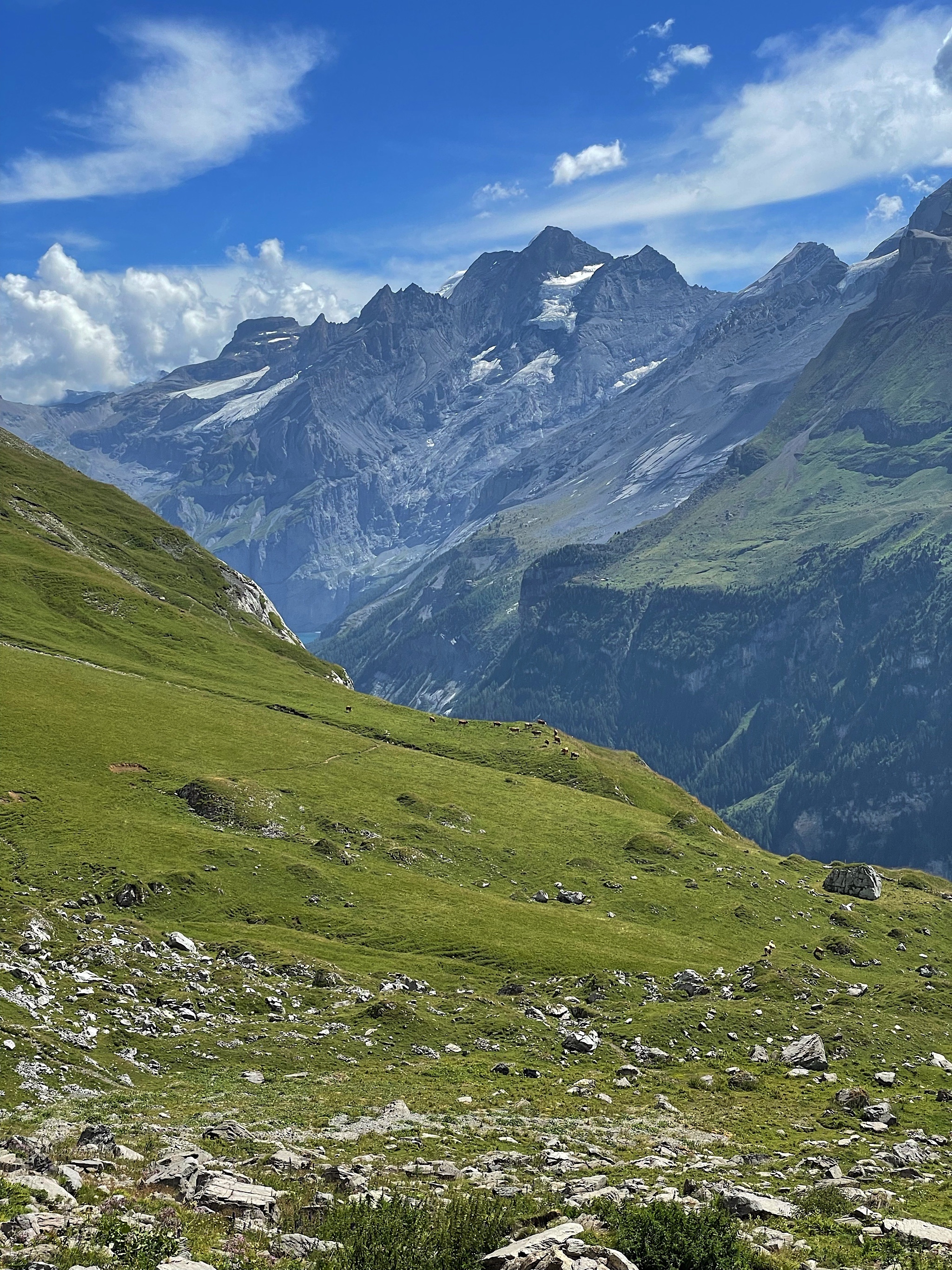 Cows do occasionally fall off these cliffs.