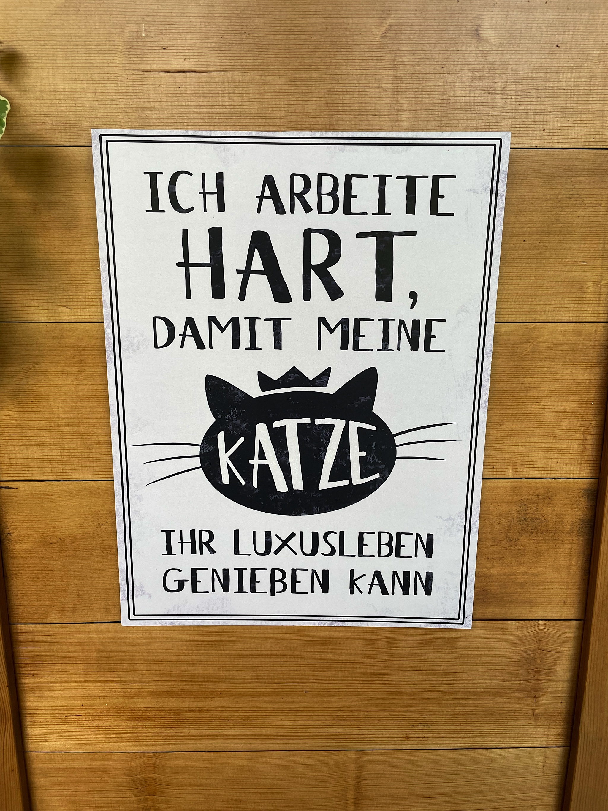 The hotel owners are definitely cat people.