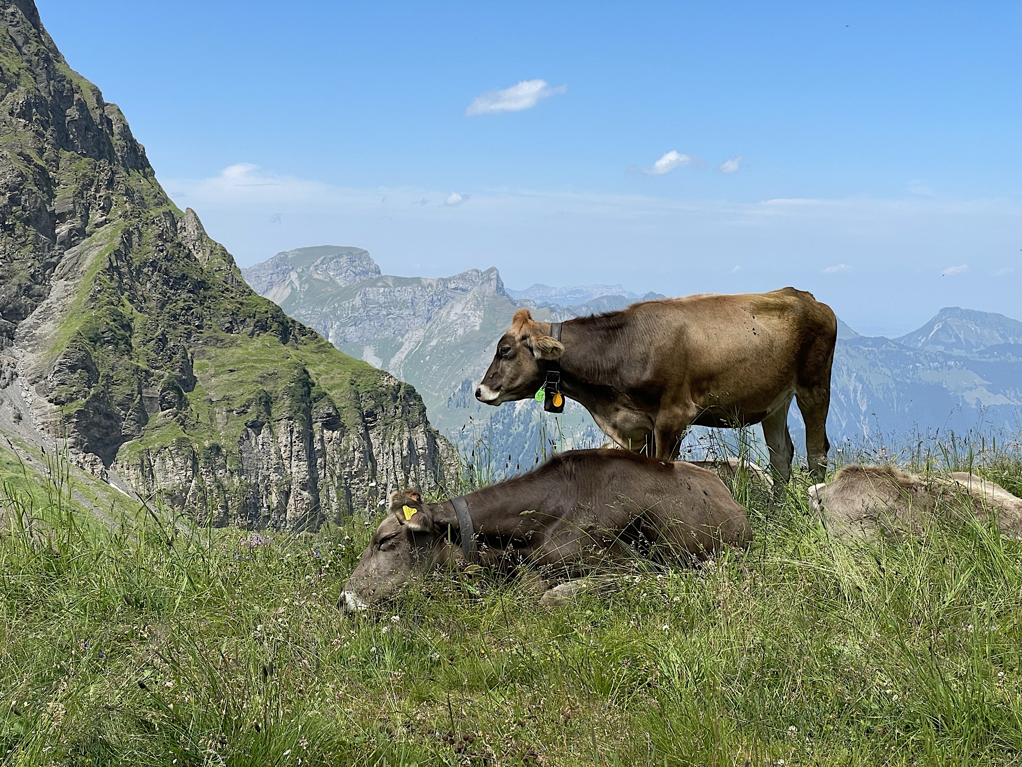 Cows at the Jochpass