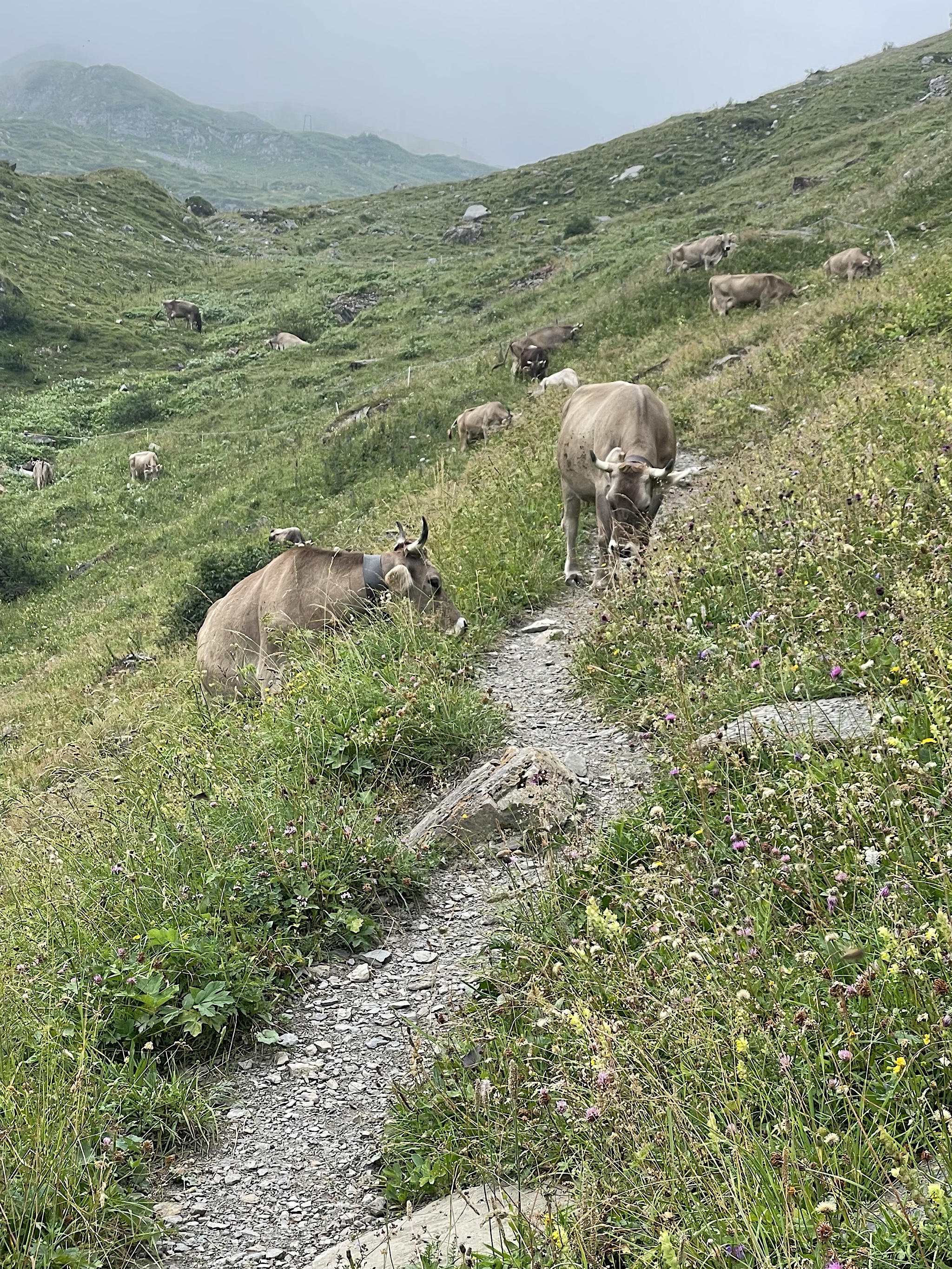 There were cows everywhere, including on the trail.