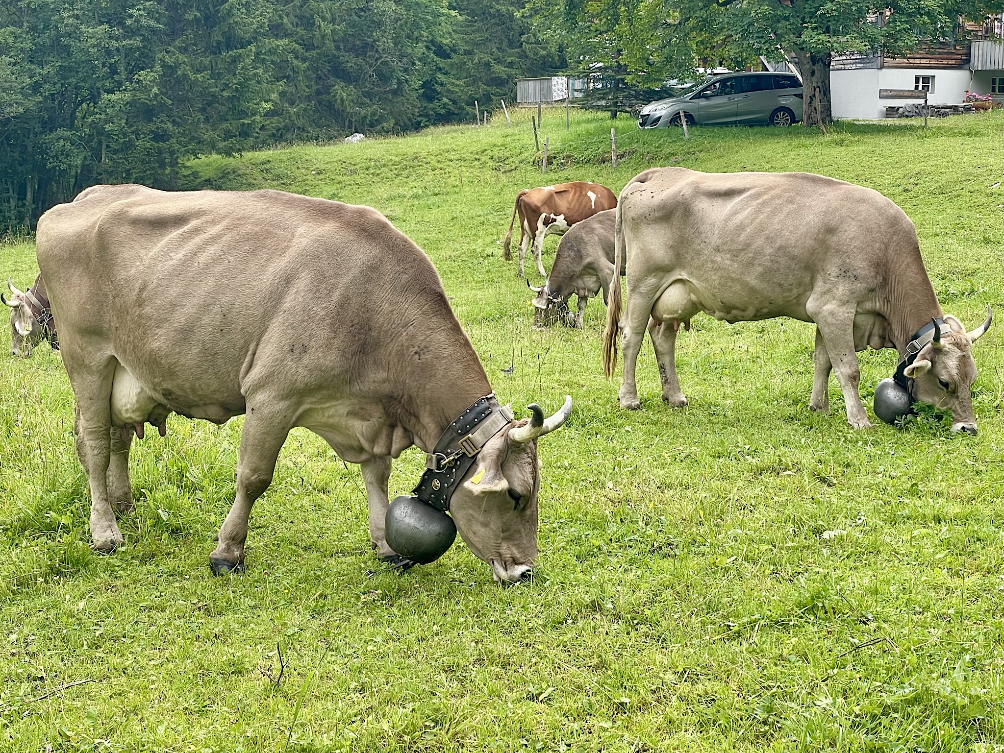 Dairy cattle tend to be bony because all their energy goes into making milk.