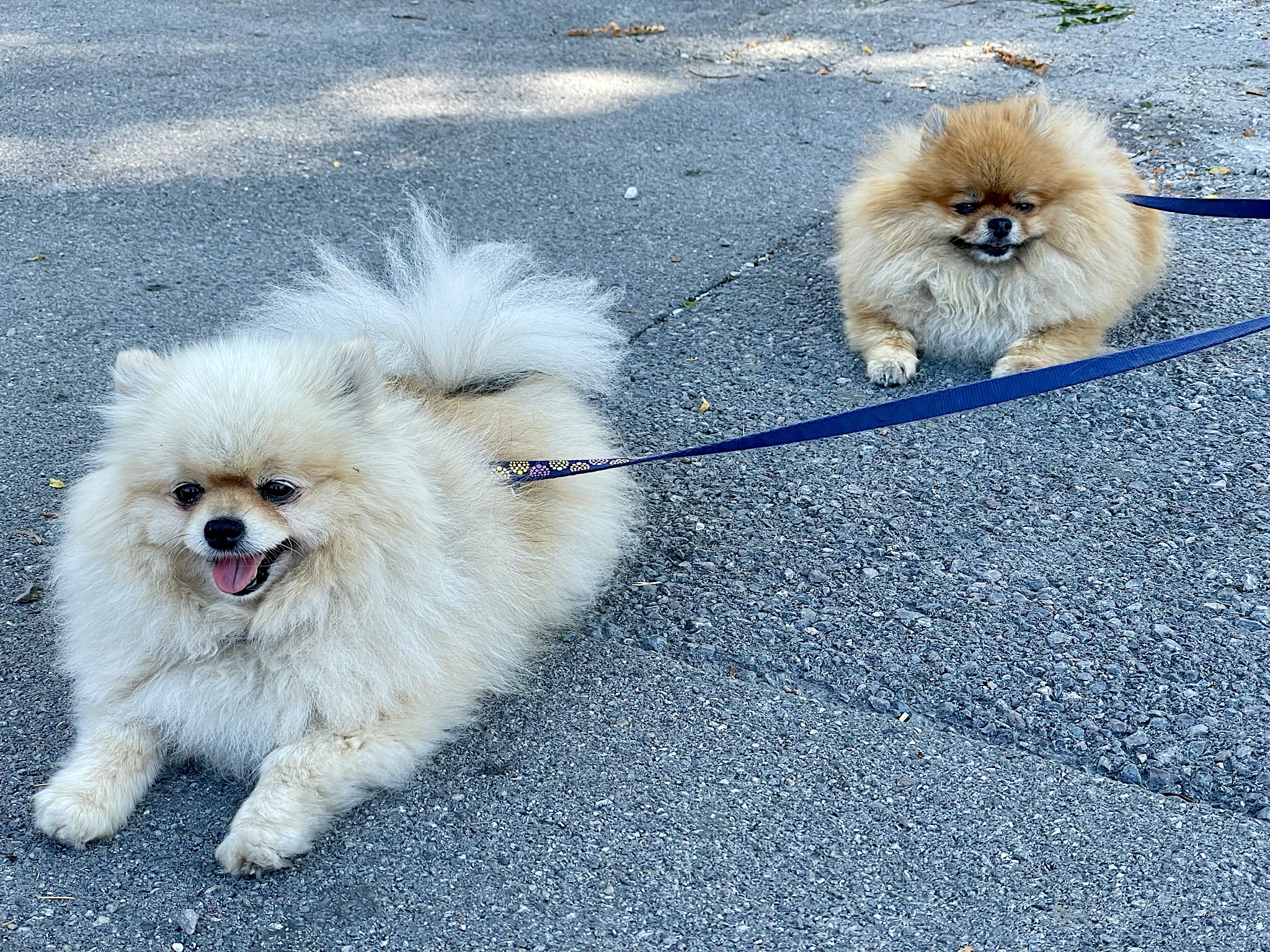 Little frou-frou dogs.