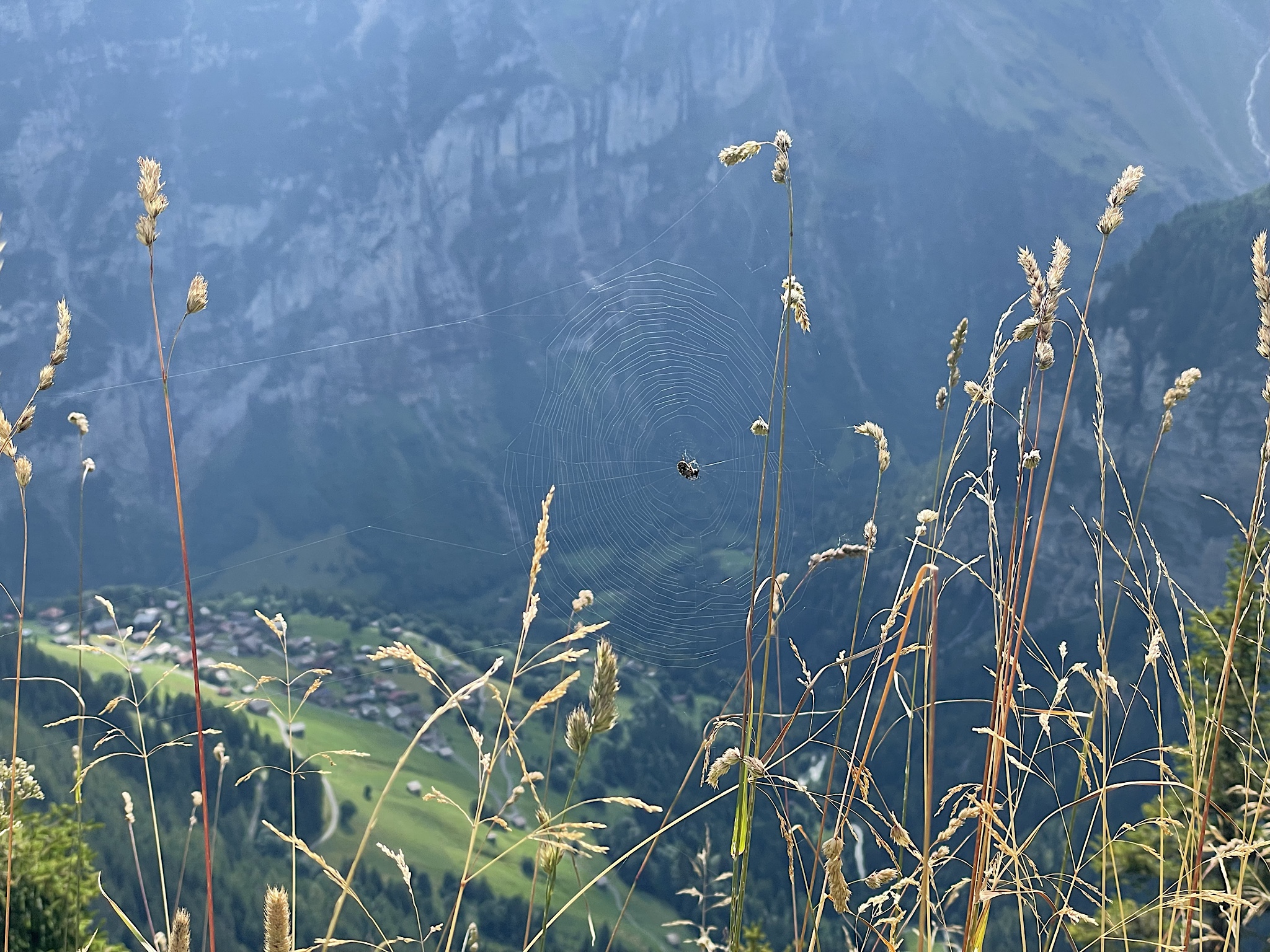 I’m focused on the grasses and spiderweb, not what’s beyond them.