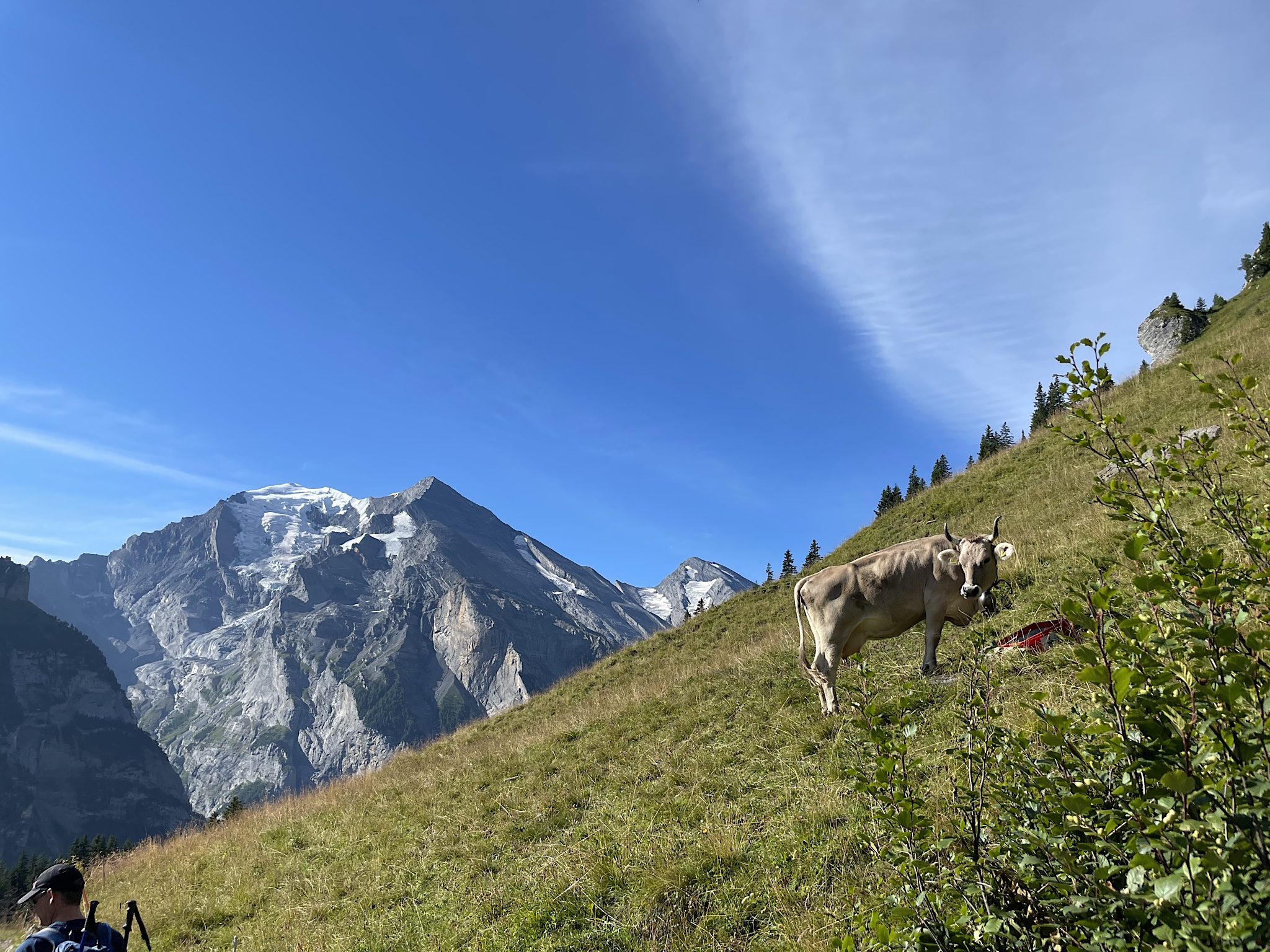 Cows don’t seem to mind steep terrain.