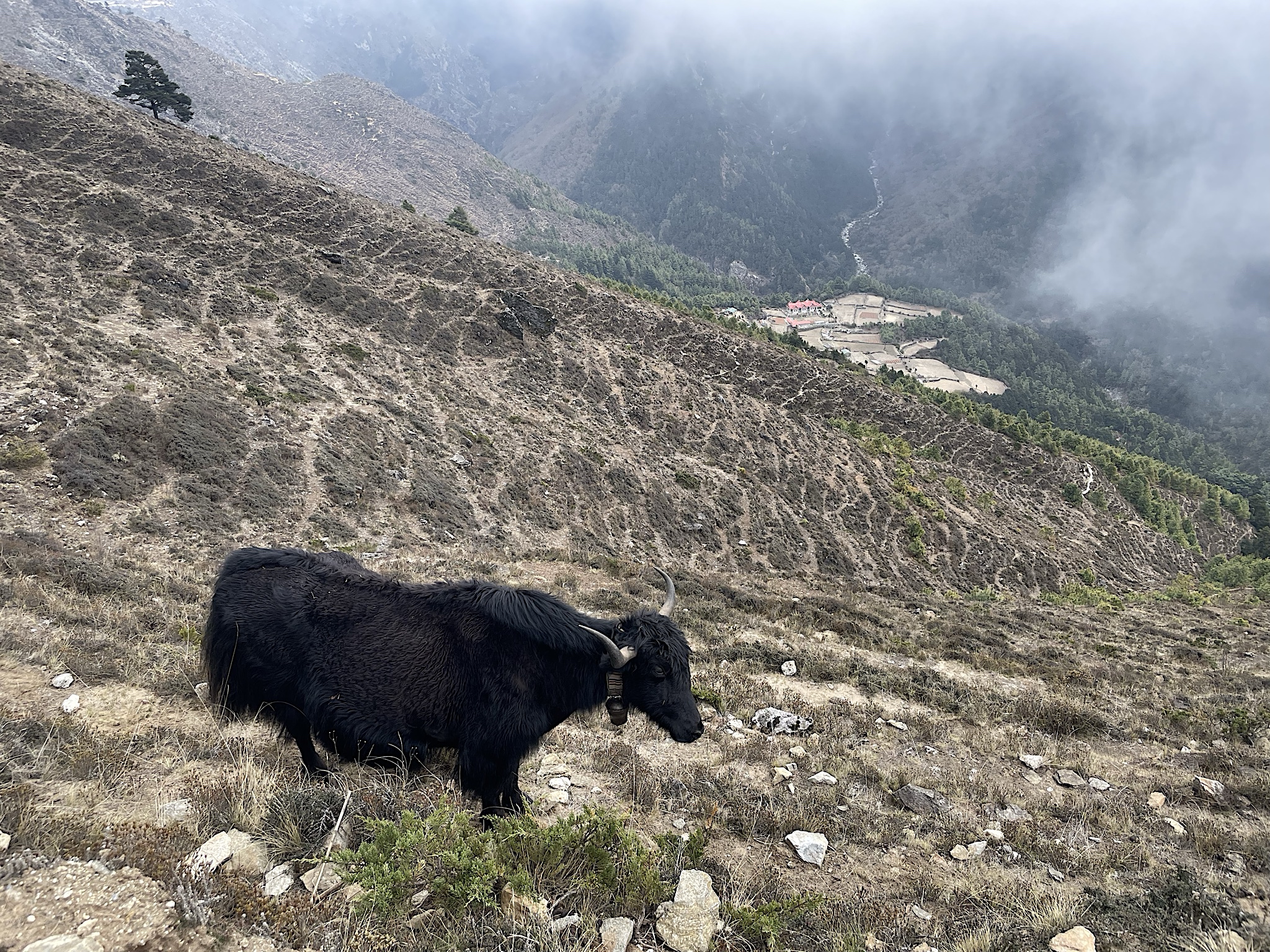 Yaks graze on the hillsides. Well, naks, not yaks. The yaks are all busy hauling stuff.