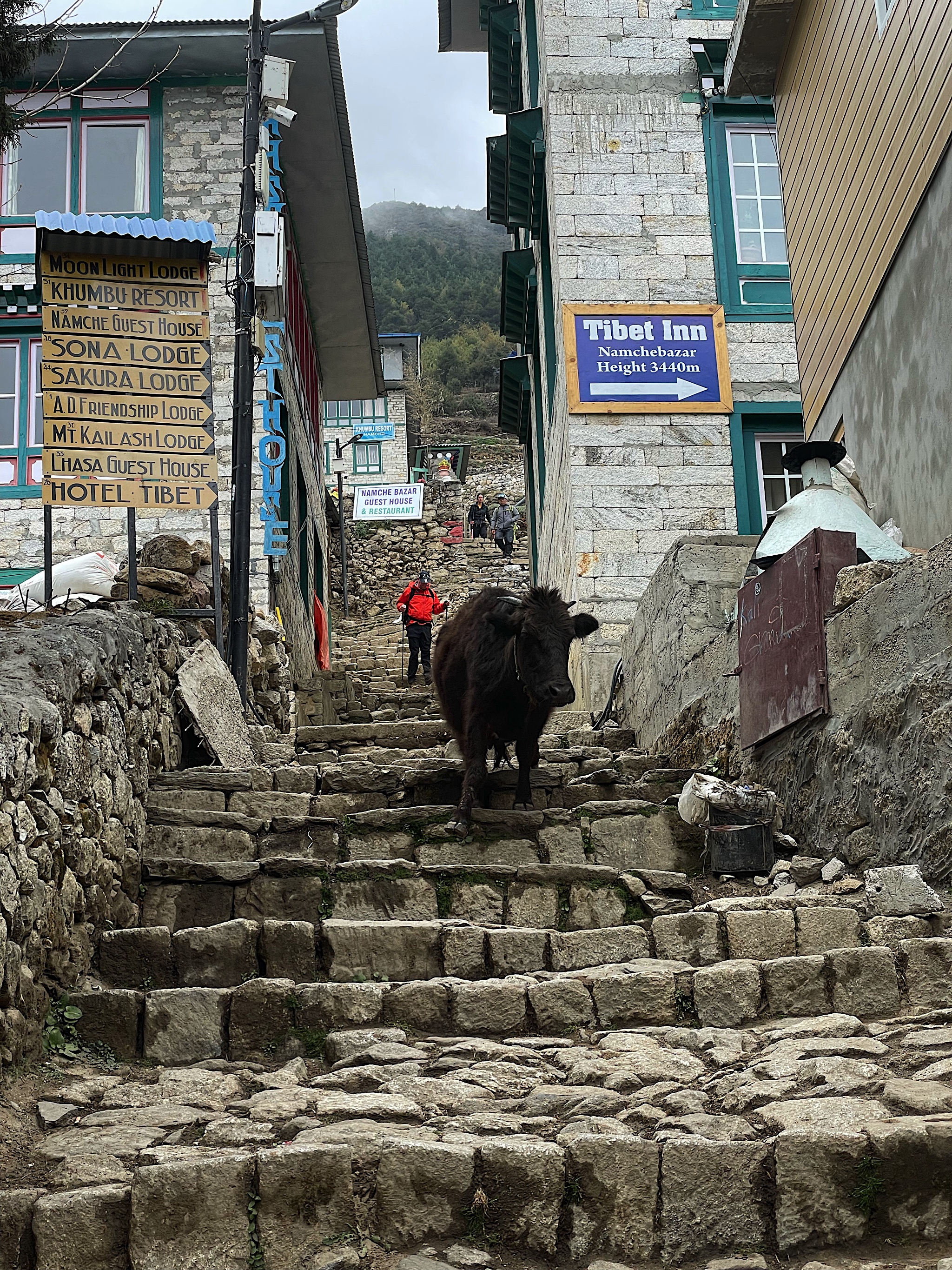 The cows don’t struggle with the stairs.