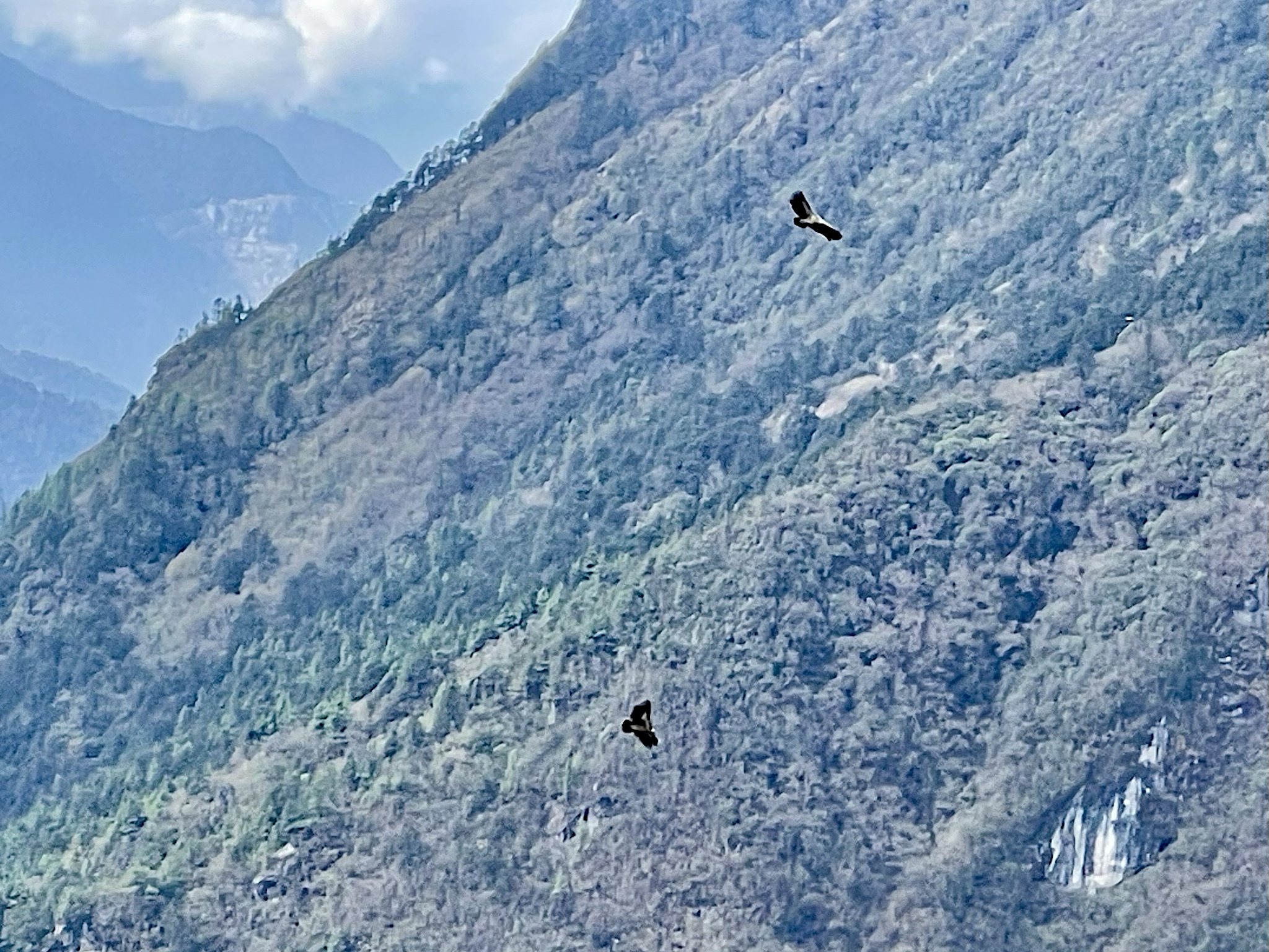 Lammergeiers soared through the valley below us.