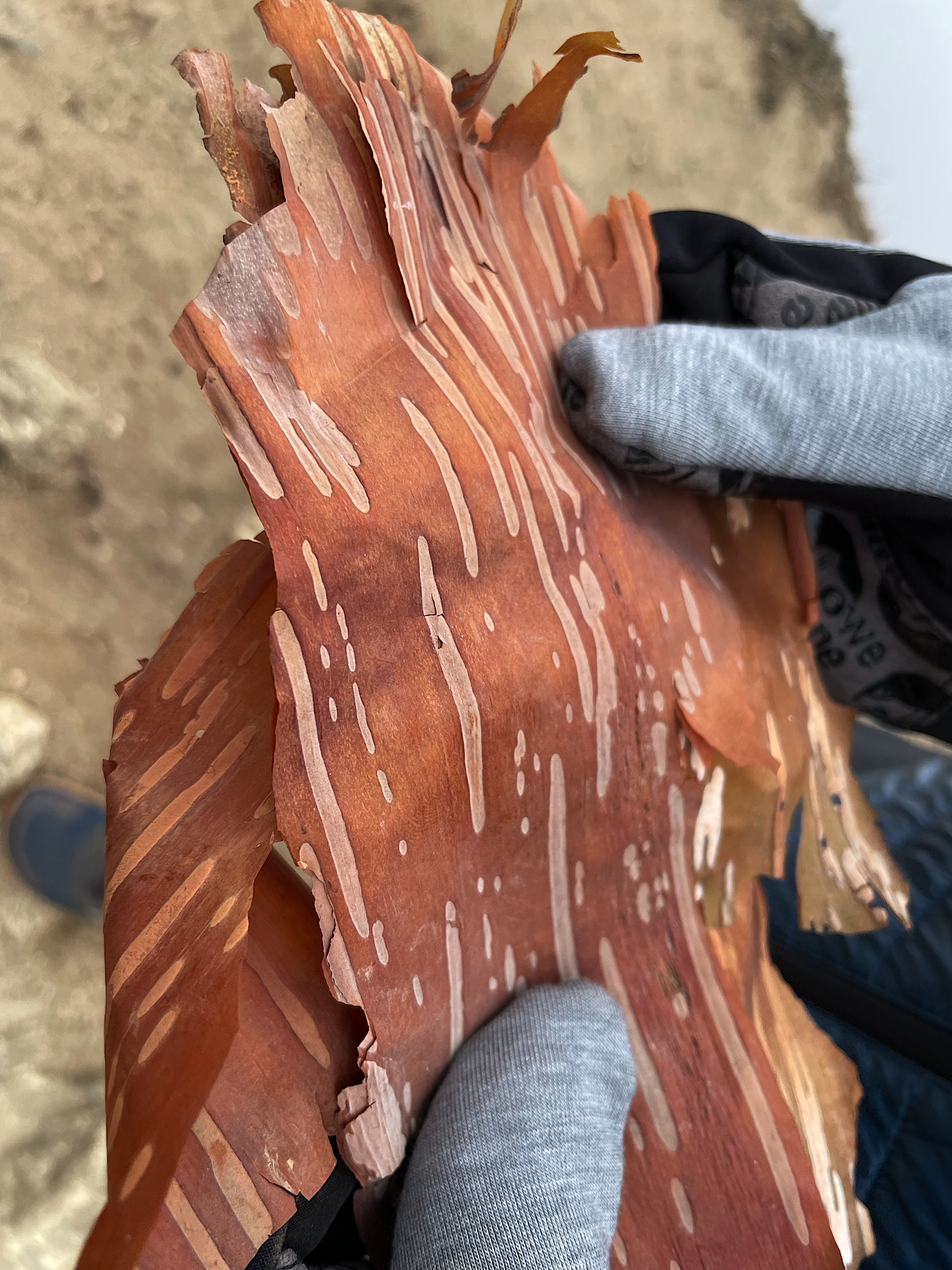 Bala says people used this birch bark as paper.